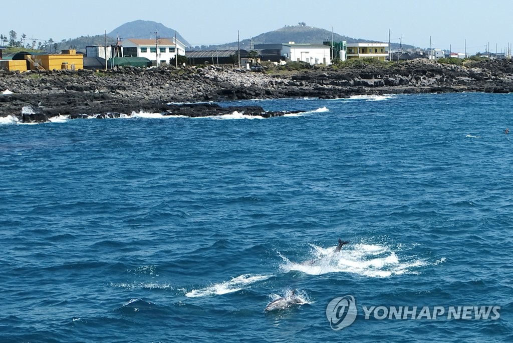 대정 앞바다의 남방큰돌고래들