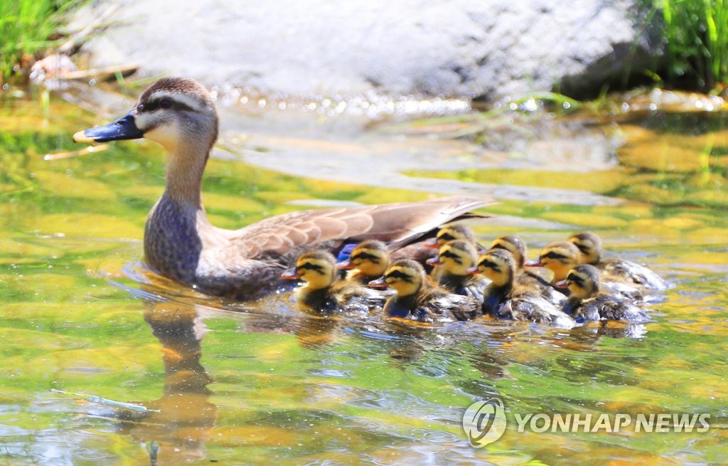 흰뺨검둥오리 가족 수영