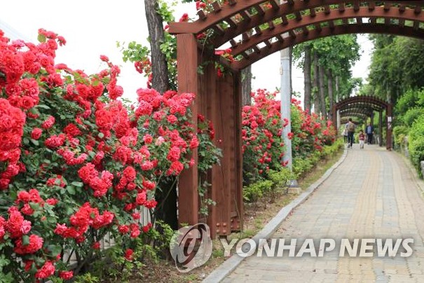 주민들이 직접 만든 장미길, 꽃길정원으로
