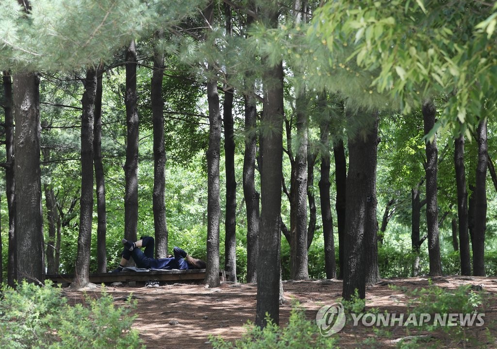힐링의 숲