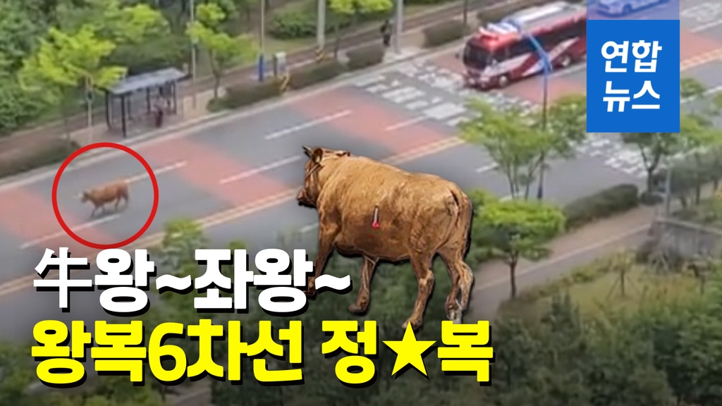 [영상] 600kg 암소, 왕복6차선 도로 점령…하교 시간 연기 소동