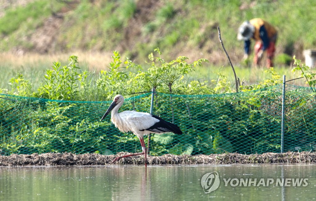 환경의 날, 농부 곁으로 다가온 황새