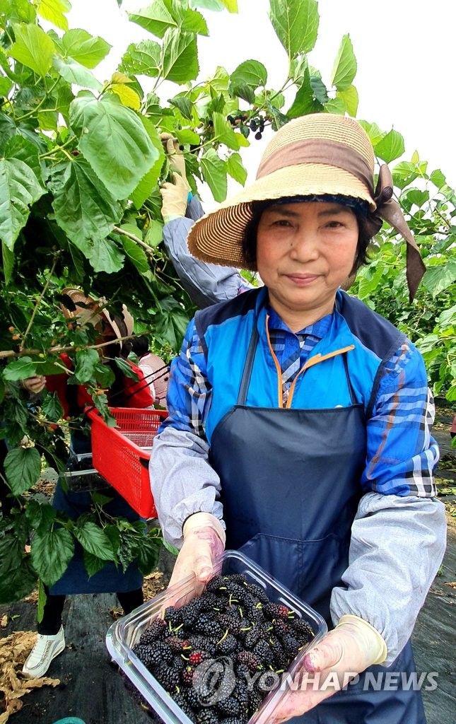 오디 맛 있어요 전남도, 농촌 일손돕기
