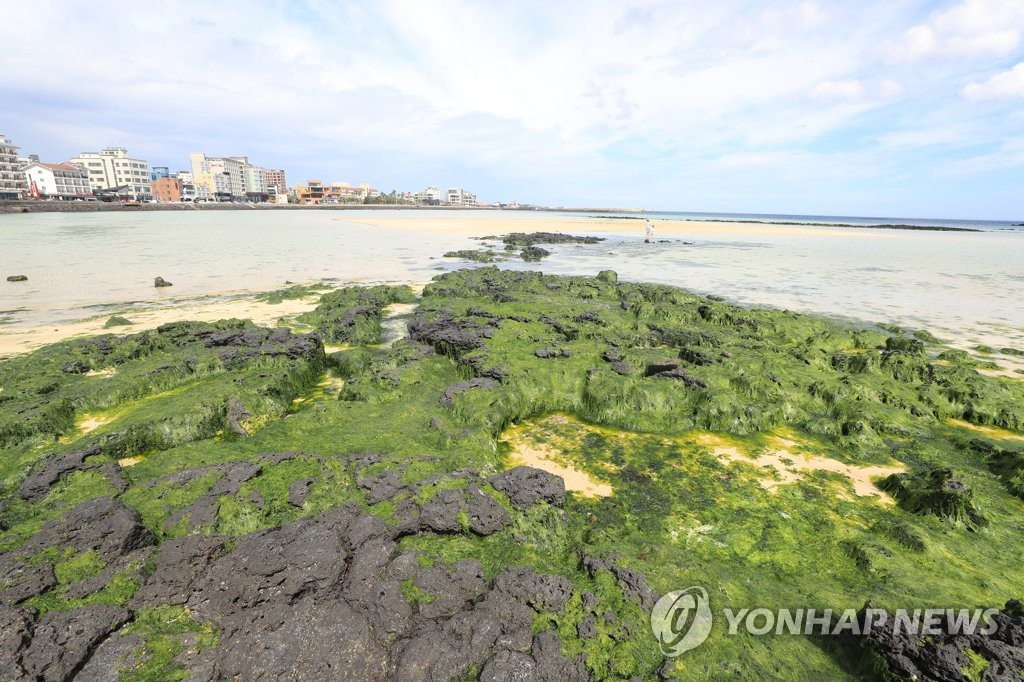 제주 바다에 초록 불청객 파래 습격…해수욕장 개장 비상