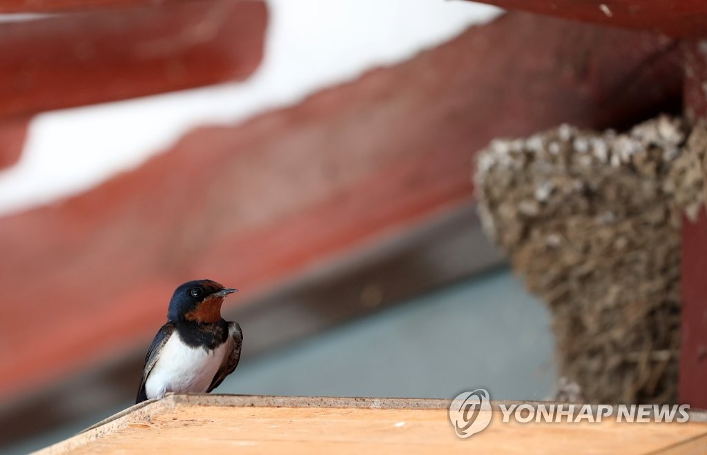처마 아래 제비