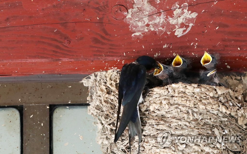 손님들이 흥부 식당이라고 불러요 한 지붕 여섯 제비 가족