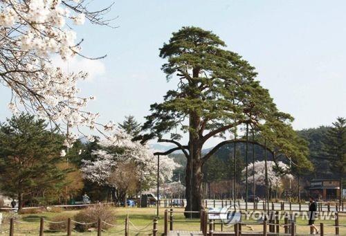 장관벼슬 받았다는 속리산 정이품송…정말일까?