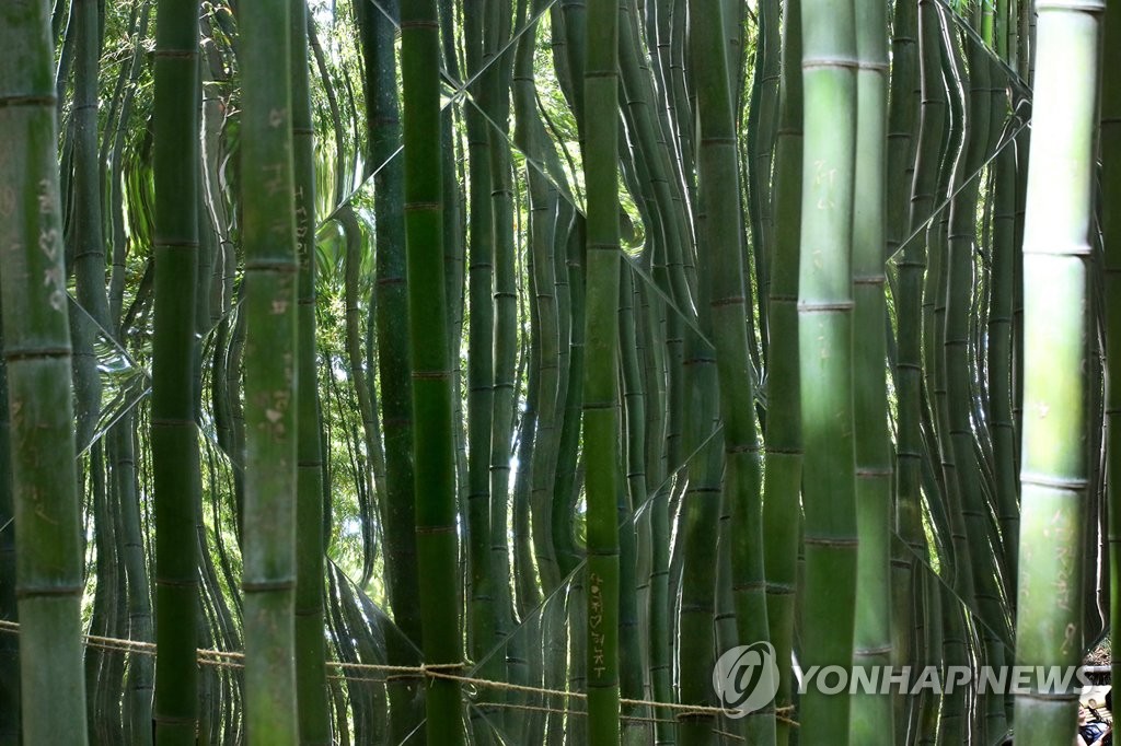 죽녹원