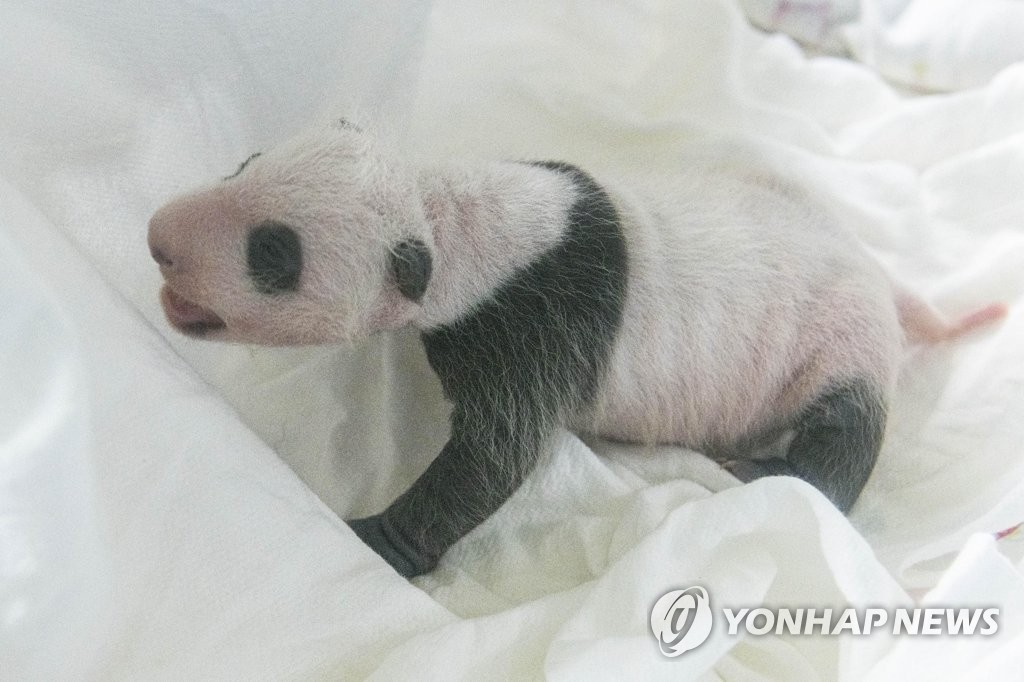 생후 한 달 만에 폭풍성장한 에버랜드 아기 판다