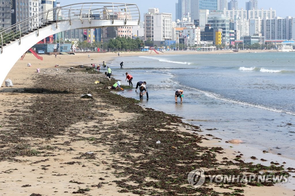 청각 줍는 포항시민