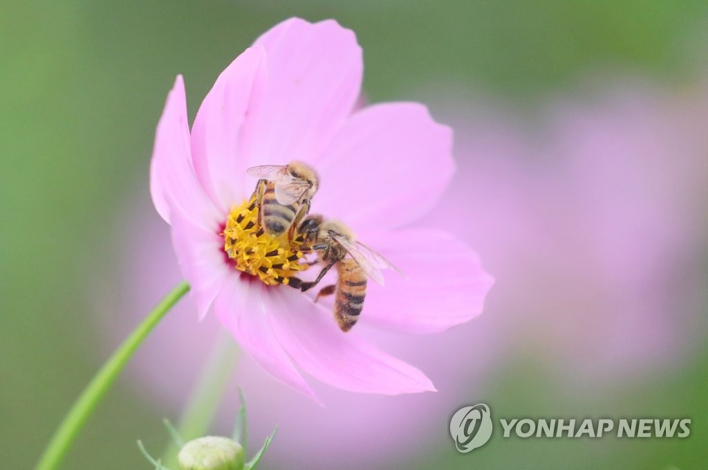 분주한 가을걷이
