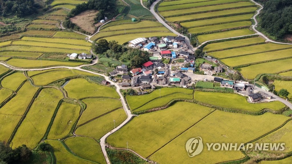 하늘에서 본 신촌마을 들녘
