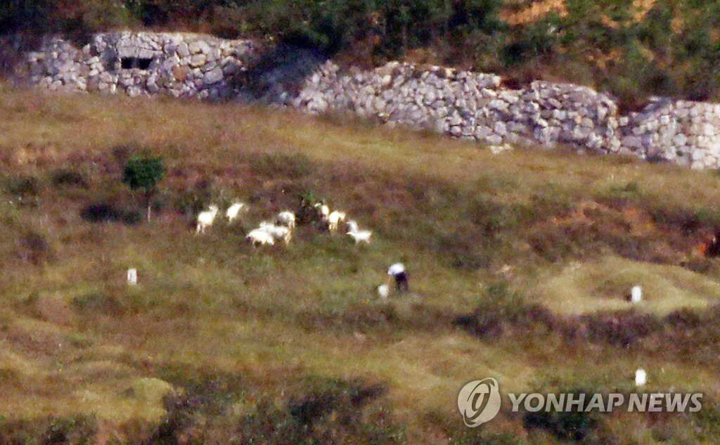 풀 뜯는 염소