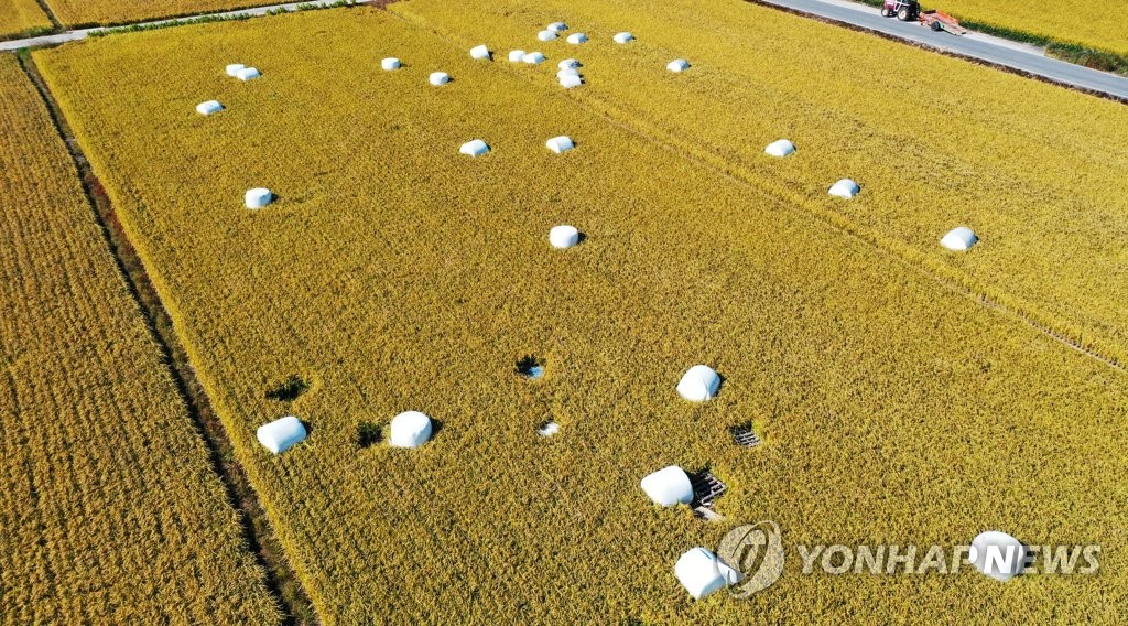 황금들판에 웬 마시멜로우?
