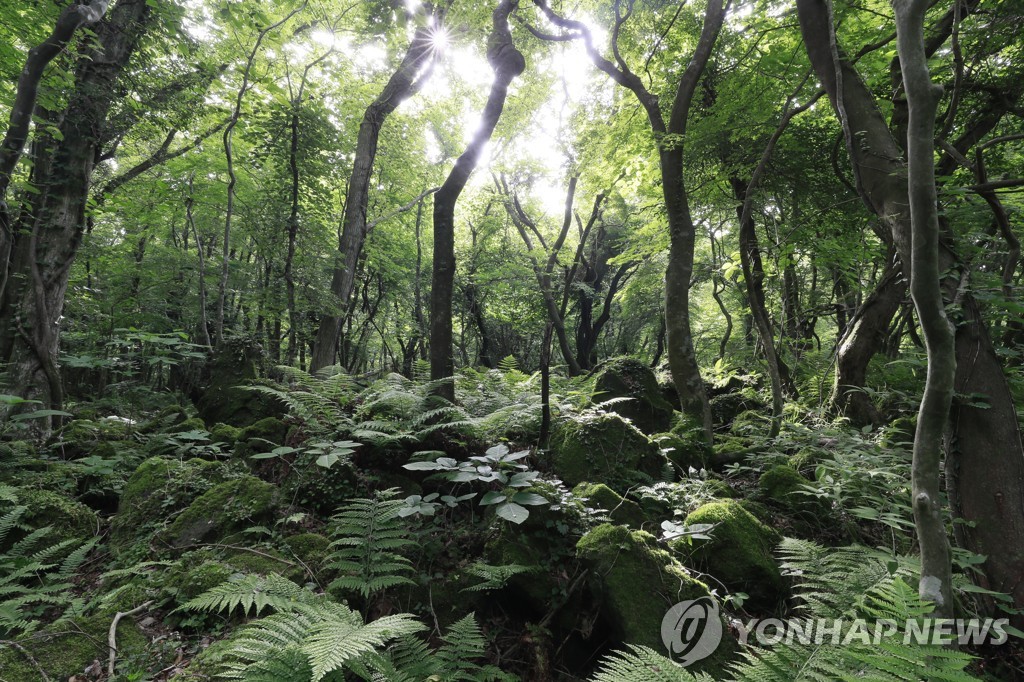 산림청 말로만 제주의 허파 곶자왈 매수사업…실적 매우 부진