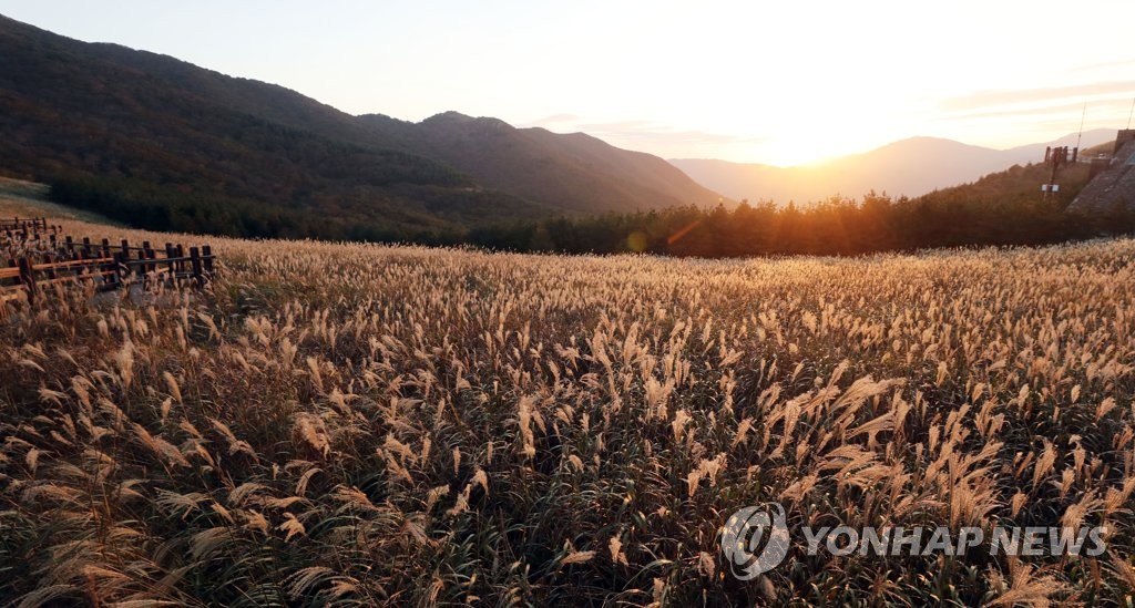 가을 노을에 물든 울주 간월재 억새