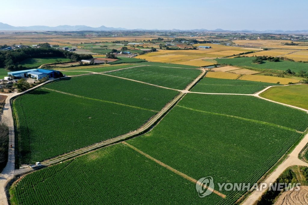 싱그러운 가을 배추밭