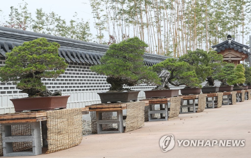 국립세종수목원 분재원에 전시된 분재들