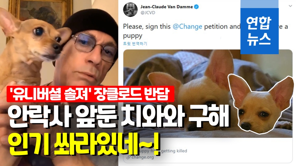 [영상] 장클로드 반담, 안락사 앞둔 치와와 구해…인기 살아있네!