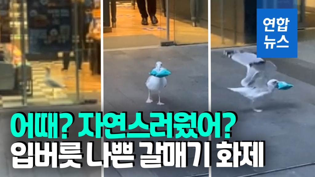 [영상] 알고 보니 상습범?…과자 훔치는 입버릇 나쁜 갈매기