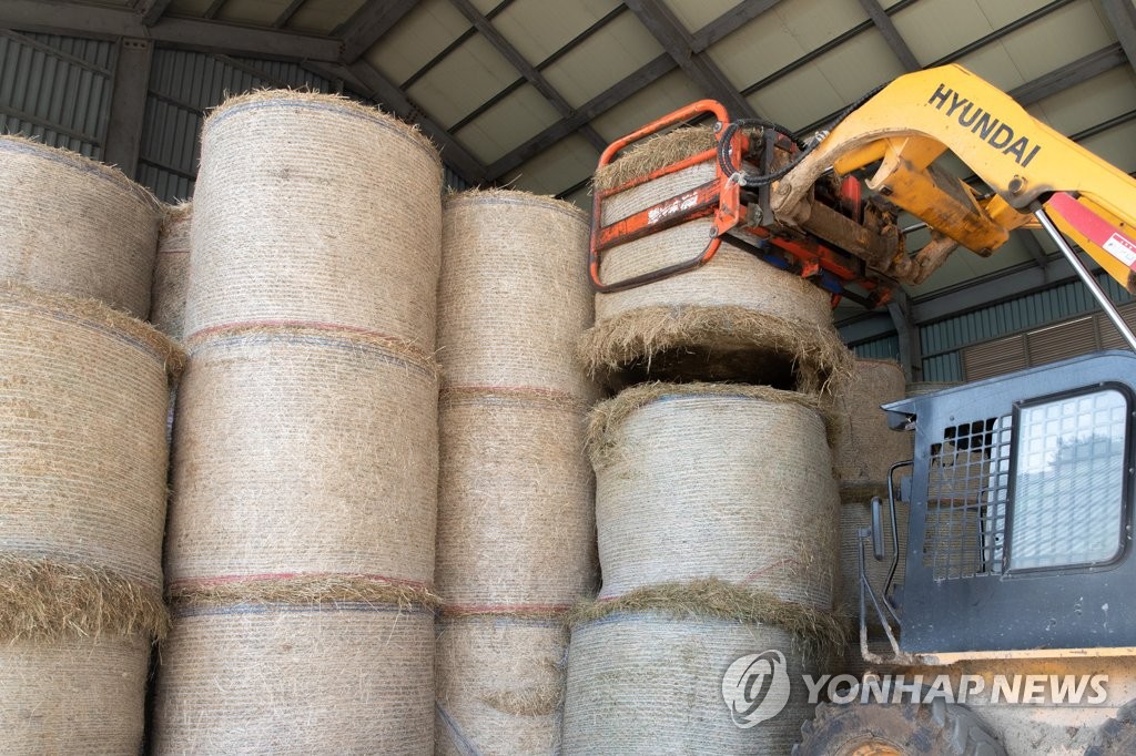 한우에게 먹일 건초 쌓기