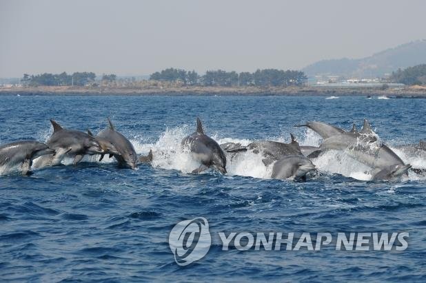 북 해군 돌고래 부대 훈련 정황…위성사진 포착