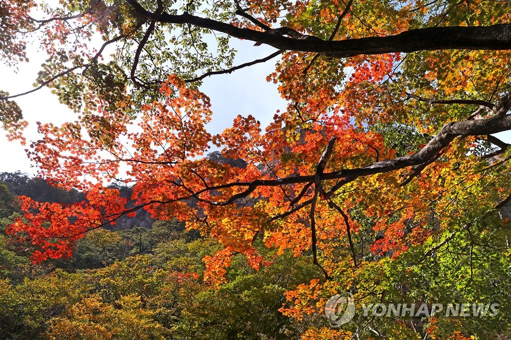 붉게 물드는 단풍