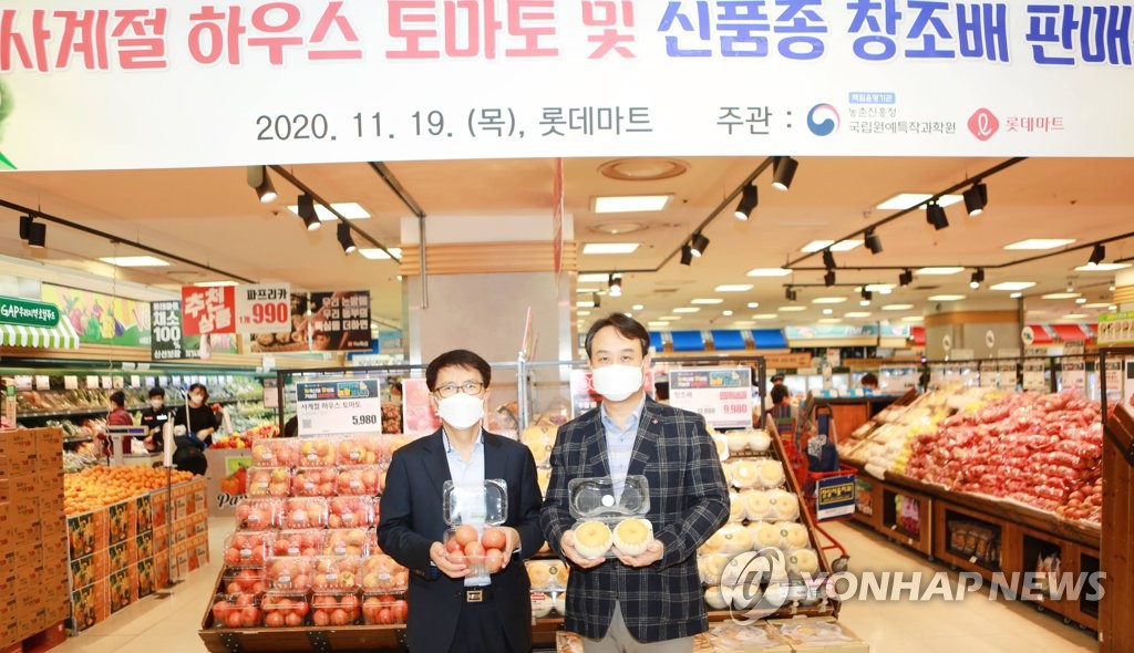 롯데마트, 사계절 하우스 토마토및 신품종 창조배 판매