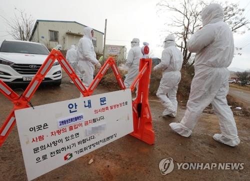 정읍 고병원성 AI 의심 오리농장 인근 가금류 39만마리 살처분
