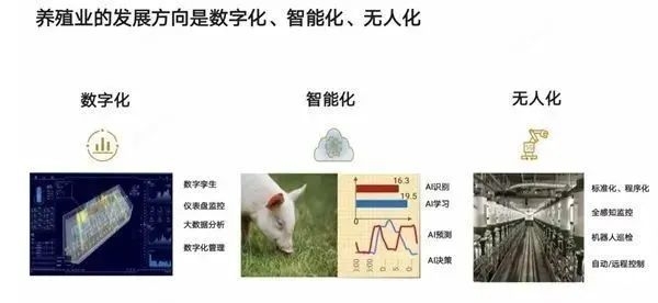 미국 고강도 제재로 코너 몰린 화웨이, 돼지도 키운다