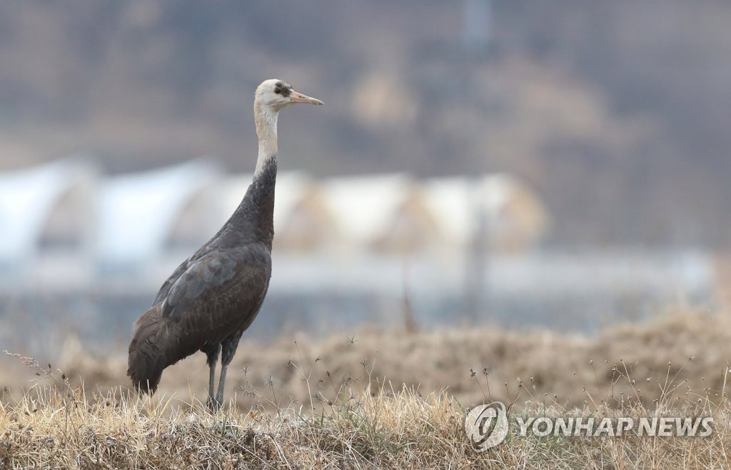 지리산골에서 천연기념물 흑두루미 포착