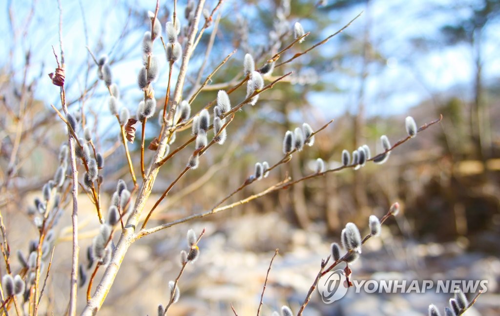 봄기운 품은 버들강아지