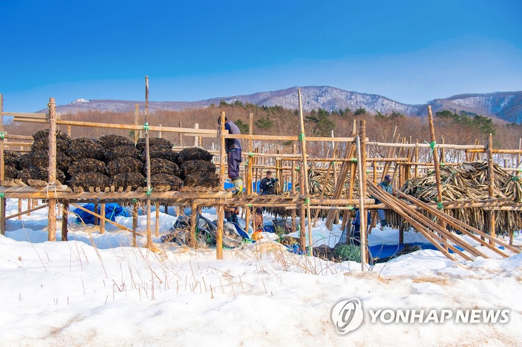 출하되는 진부령 황태