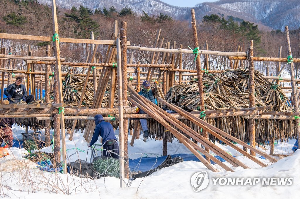 출하되는 진부령 황태