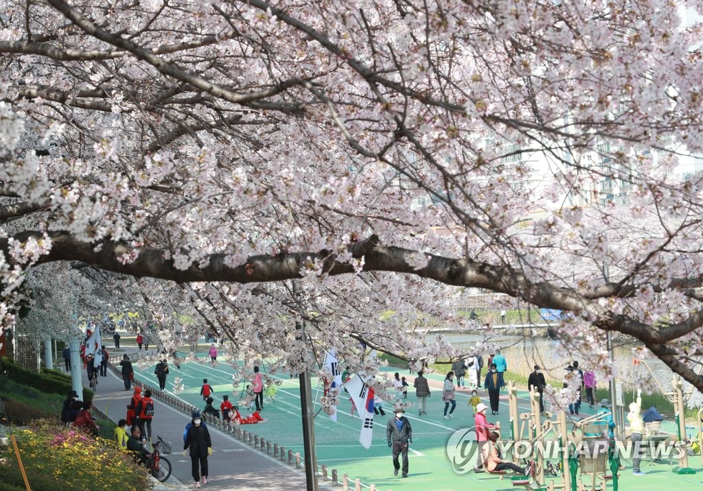 벚꽃 만개한 부산