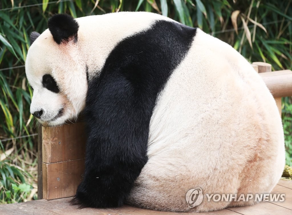 낮잠 자는 러바오