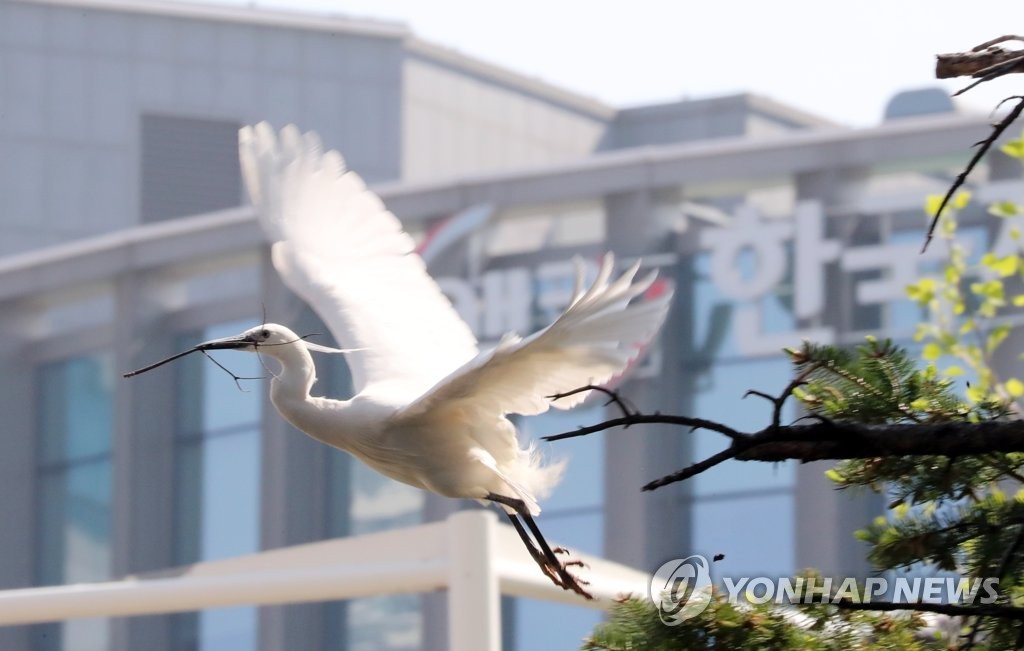 도심 속에서 둥지 만드는 쇠백로