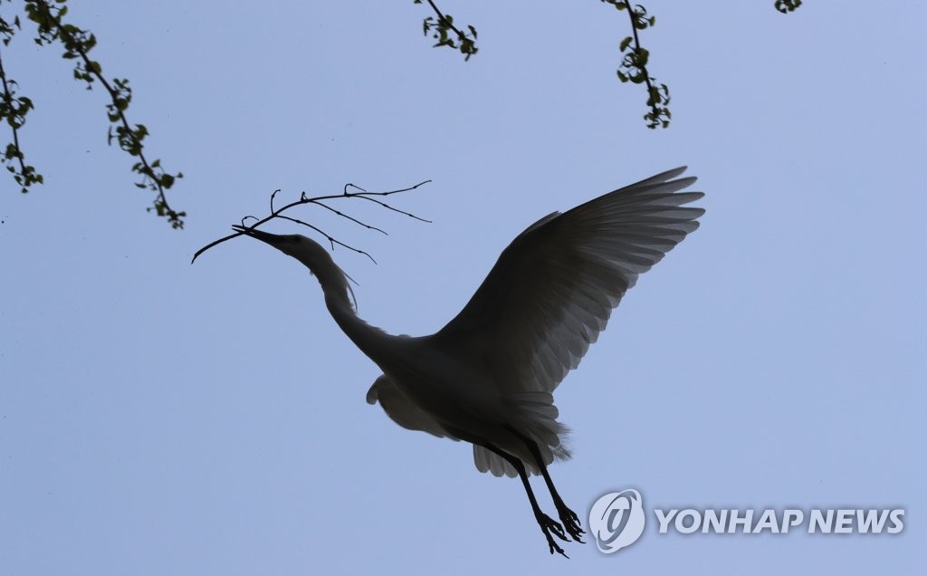 도심 속에서 둥지 만드는 쇠백로
