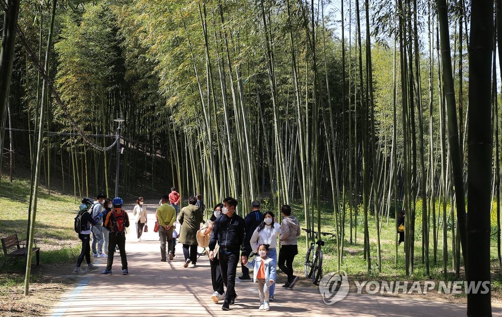 구례 섬진강변 대나무 숲길의 봄