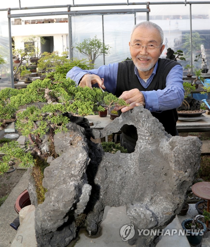 분재계 전설 울산 지천우 화백 50년간 작품 500여 점 키워