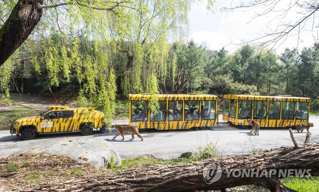 에버랜드, 사파리월드 와일드트램 도입