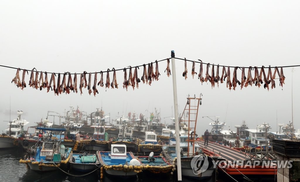 보령 외연도서 아귀 말리기 한창