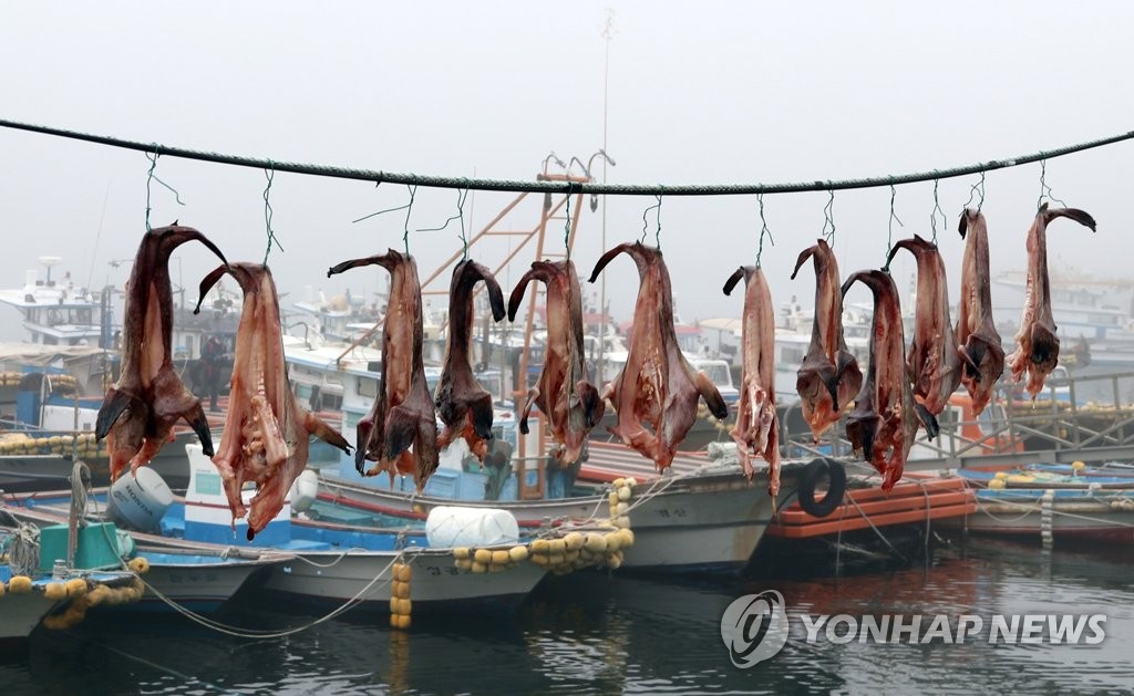 보령 외연도서 아귀 말리기 한창