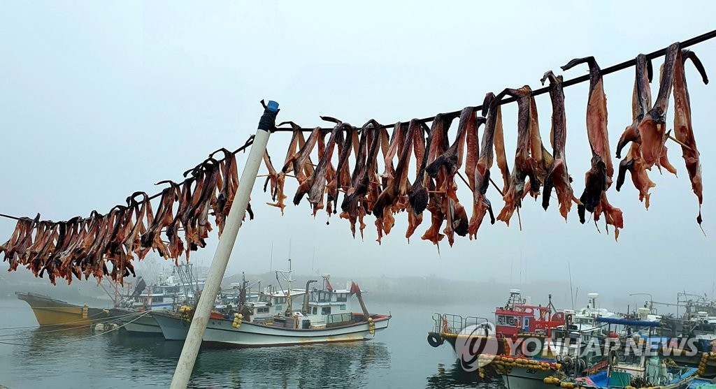 보령 외연도서 아귀 말리기 한창