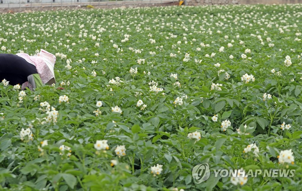 감자꽃 만개한 농촌들녘