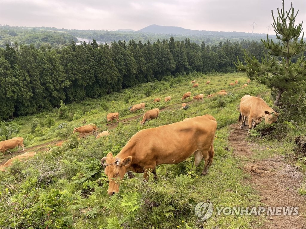 한가로이 풀 뜯는 소들
