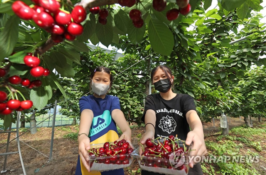 직접 체리 땄어요