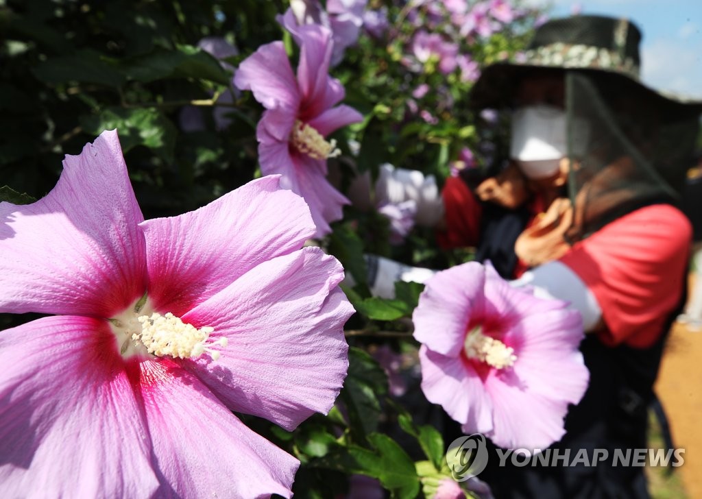나라꽃 무궁화 활짝