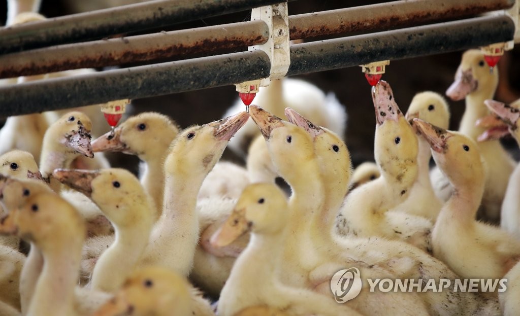 [르포] 폭염에 다 죽을 판 힘겨운 여름나는 나주 오리농장