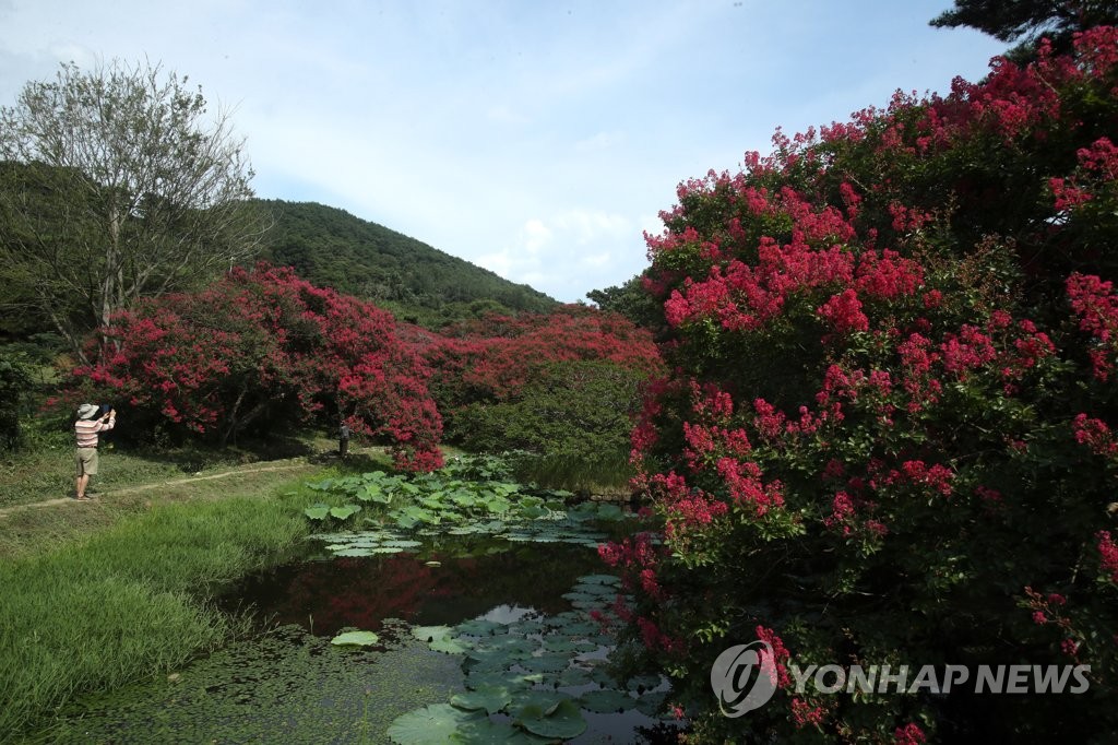 붉은 꽃 핀 배롱나무, 담양 명옥헌 원림
